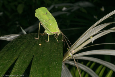Leaf -Mimic Katydid