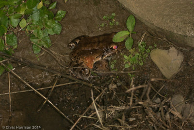Leptodactylus savageiNorthern Smoky Jungle Frog
