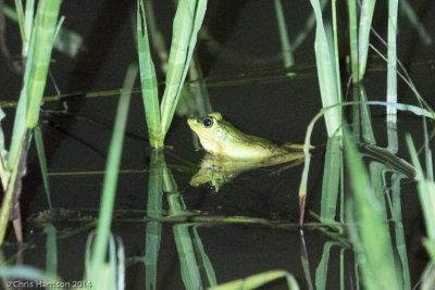 Lithobates vaillantiVaillant's Frog