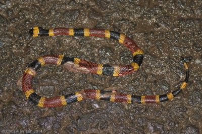 Micrurus mosquitensis