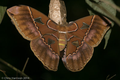 Rothschildia lebeauLebeau's Silkmoth - female
