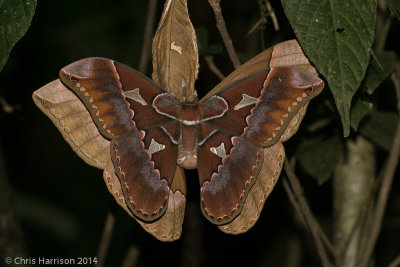 Rothschildia lebeauLebeau's Silkmoth - male