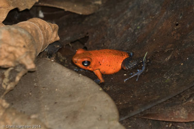 Oophaga pumilioStrawberry Poison-dart Frog