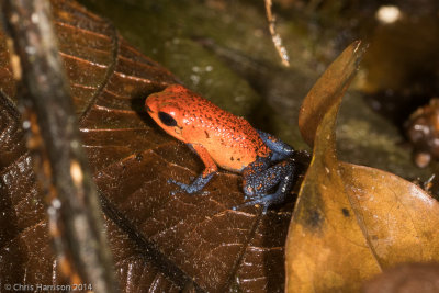 Oophaga pumilioStrawberry Poison-dart Frog