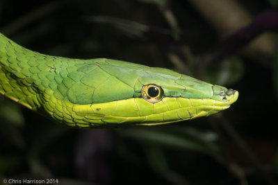 Oxybelis fulgidusGreen Vinesnake