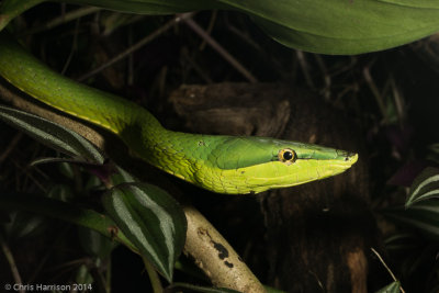 Oxybelis fulgidusGreen Vinesnake