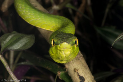 Oxybelis fulgidusGreen Vinesnake