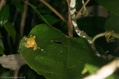 Scinax elaeochrousOlive Snouted Treefrog