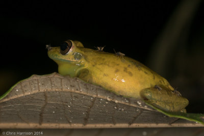 Scinax elaeochrousOlive Snouted Treefrog