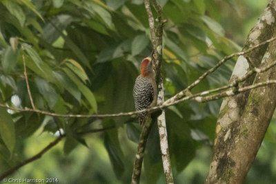Hoffmann' s Woodpecker