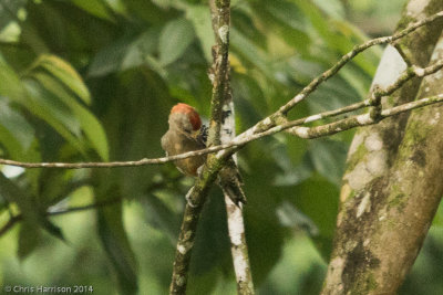 Hoffmann's Woodpecker
