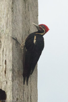 Lineated Woodpecker