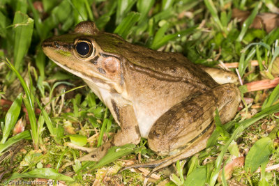 Lithobates vaillantiVaillant's Frog