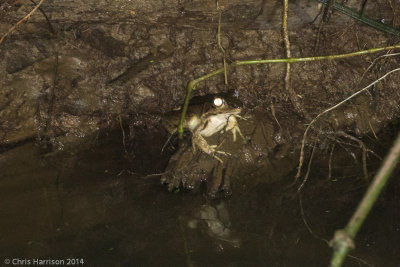 Lithobates vaillantiVaillant's Frog