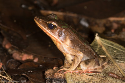 Lithobates warszewitschiiBrilliant Forest Frog