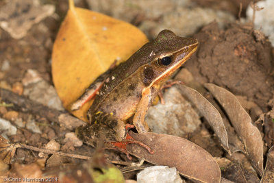 Lithobates warszewitschiiBrilliant Forest Frog