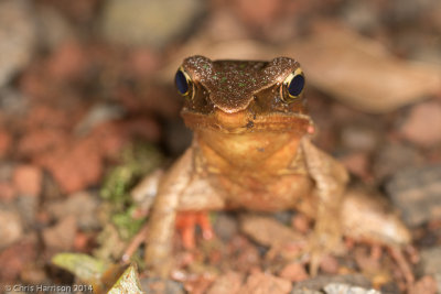 Lithobates warszewitschiiBrilliant Forest Frog