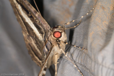 Letis buteoHawk Moth