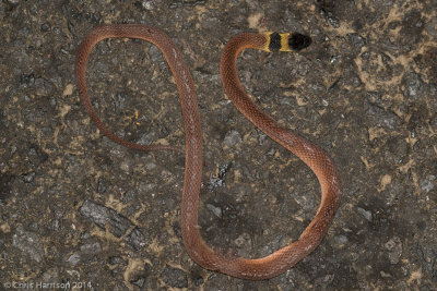 Ninia sebaeRed-backed Coffee Snake