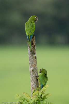 Olive-throated Parakeet