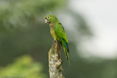 Olive-throated Parakeet