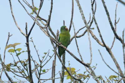 Orange-chinned Parakeet