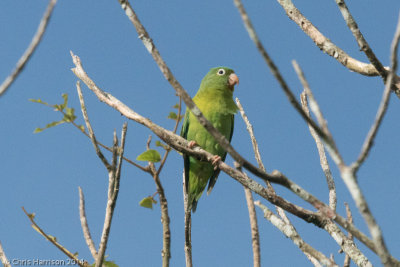 Orange-chinned Parakeet