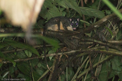 Philander opossumFour-eyed Opossum