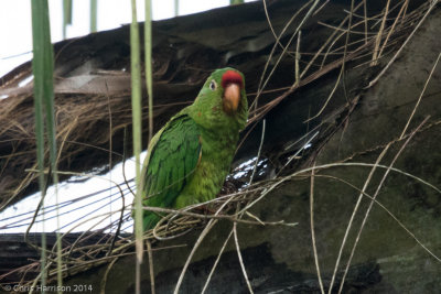 Red-fronted Parakeet