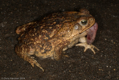 Rhinella horribilisGiant Toad