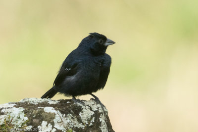 Thick-billed Seed-Finch