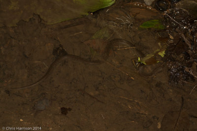 Hydromorphus concolorCosta Rica Water Snake