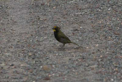 Yellow-faced Grassquit