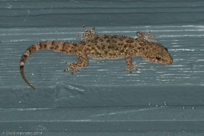 Hemidactylus turcicusMediterranean Gecko