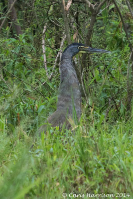 Bare-throated Tiger-Heron