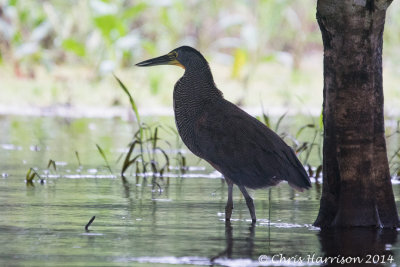 Bare-throated Tiger-Heron