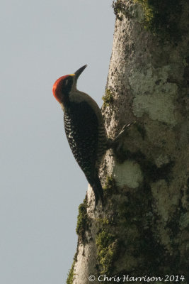 Black-cheeked Woodpecker