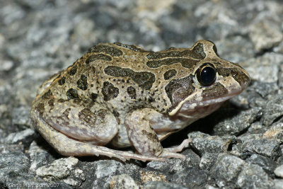 Limnodynastes convexiusculusMarbled Frog