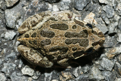 Limnodynastes convexiusculusMarbled Frog