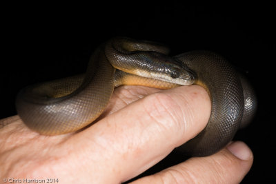 Liasis fuscusWater Pythonyearling