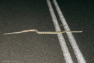 Morelia spilota cheyneiTableland Carpet Python