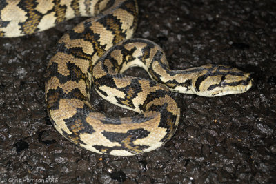 Morelia spilota cheyneiTableland Carpet Python
