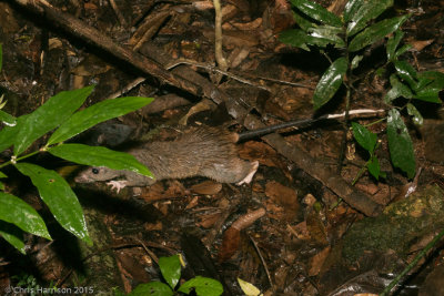 Uromys caudimaculatusGiant White-tailed Rat