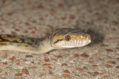 Simalia kinghorniAustralian Scrub Python