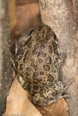 Limnodynastes convexiusculusAustralian Marbled Frog