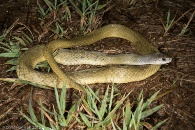 Tropidechis carinatusRough-scaled Snake