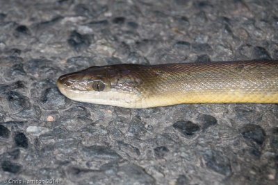 Liasis fuscusWater Python