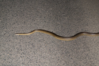 Liasis fuscusWater Python