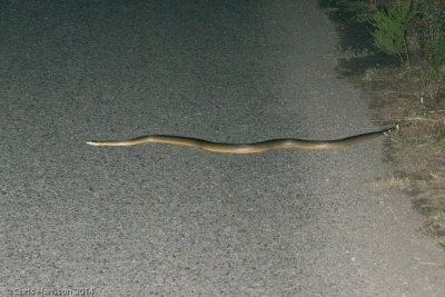 Liasis fuscusWater Python