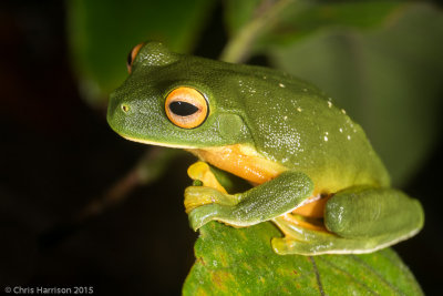 Pelodryadidae  - Australian Treefrogs